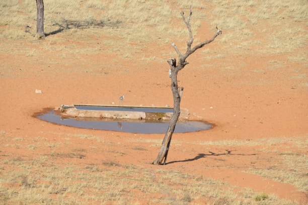 A dry landscape features a solitary, leafless tree beside a small water trough filled with a minimal amount of water. The ground is covered in light brown soil with sparse patches of dry grass.