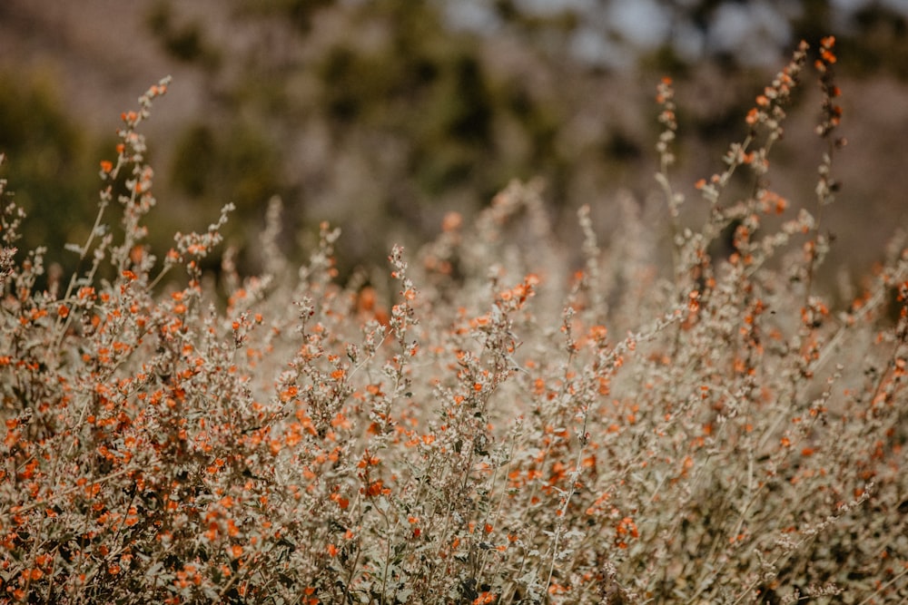 a bush with orange flowers in the middle of a field