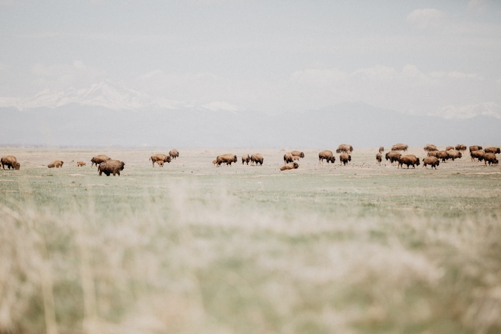 a herd of buffalo grazing in a field