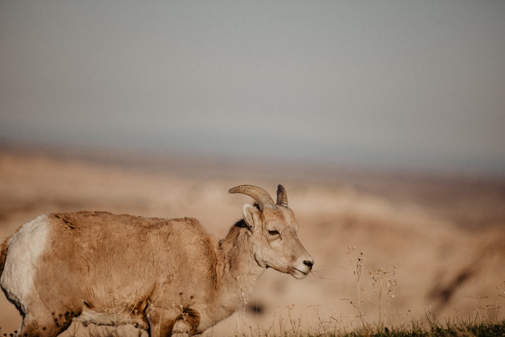 a goat standing on top of a grass covered field