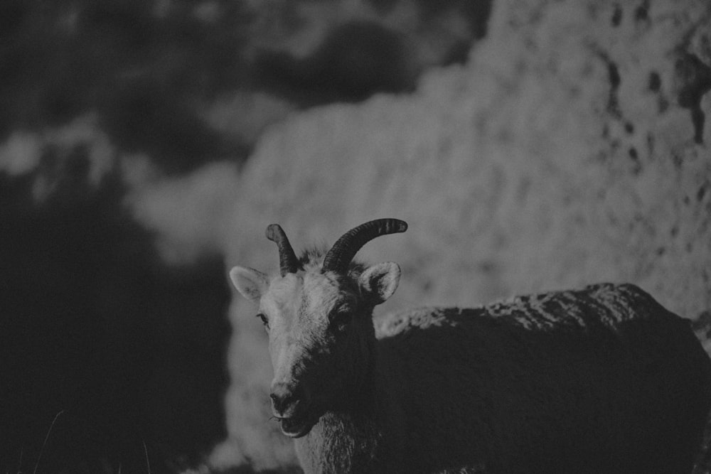 a black and white photo of a ram