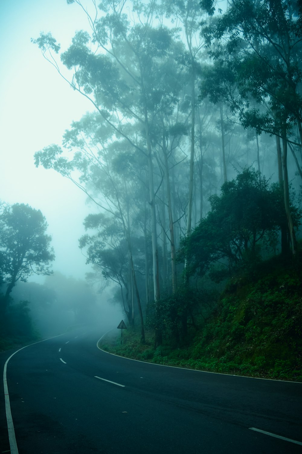 a foggy road with trees on the side of it