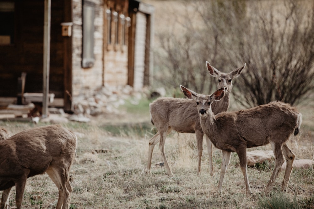 a group of deer standing on top of a grass covered field