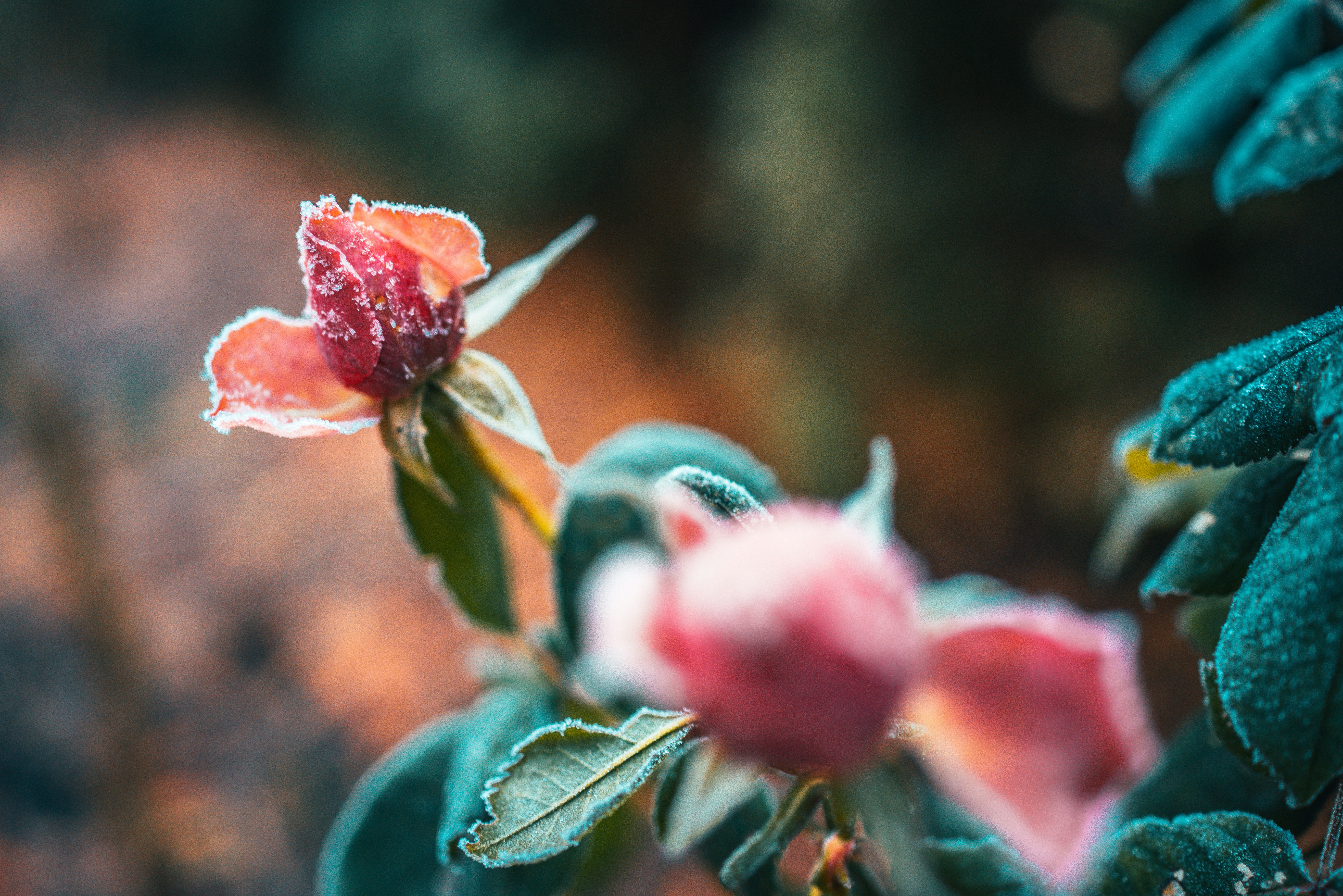 Photo by raimondklavins