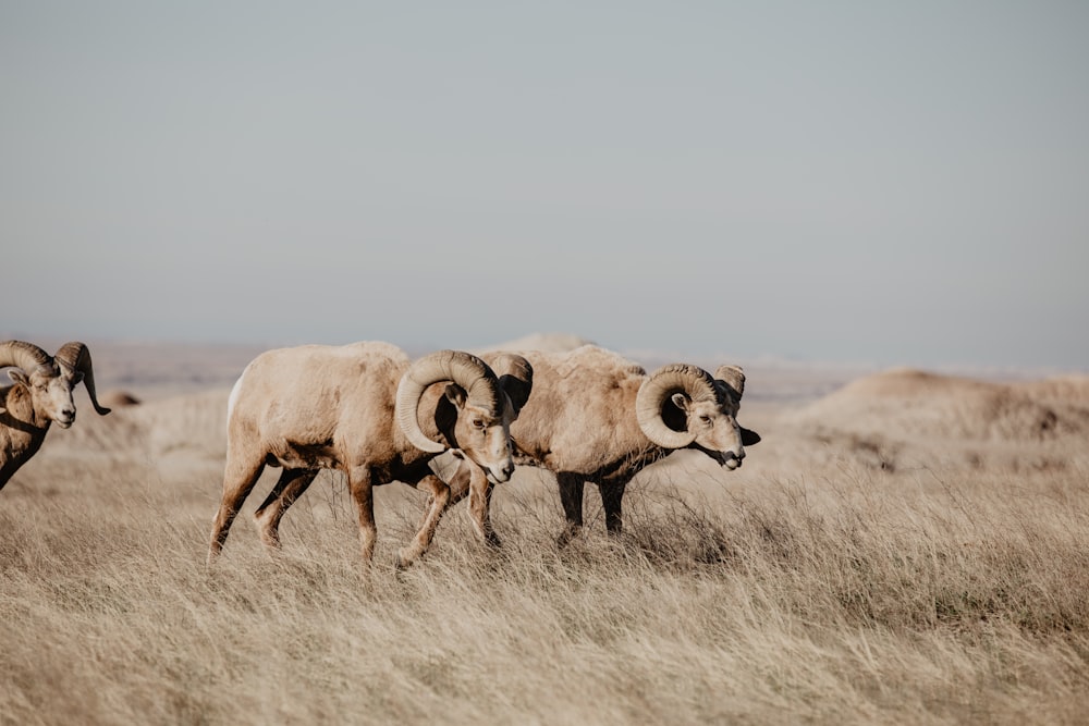a herd of rams walking across a dry grass covered field