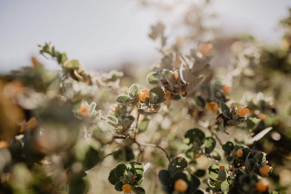 a close up of a plant with oranges on it