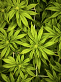 a close up of a bunch of green leaves