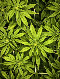 a close up of a bunch of green leaves
