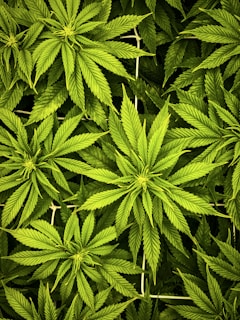 a close up of a bunch of green leaves