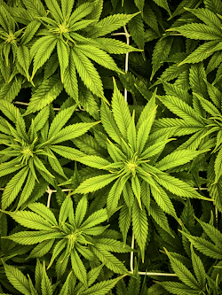 a close up of a bunch of green leaves