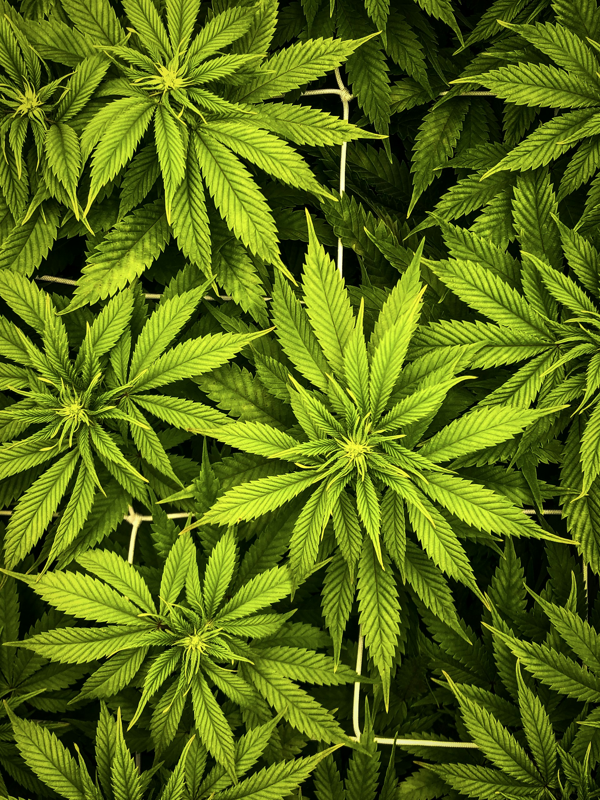 a close up of a bunch of green leaves