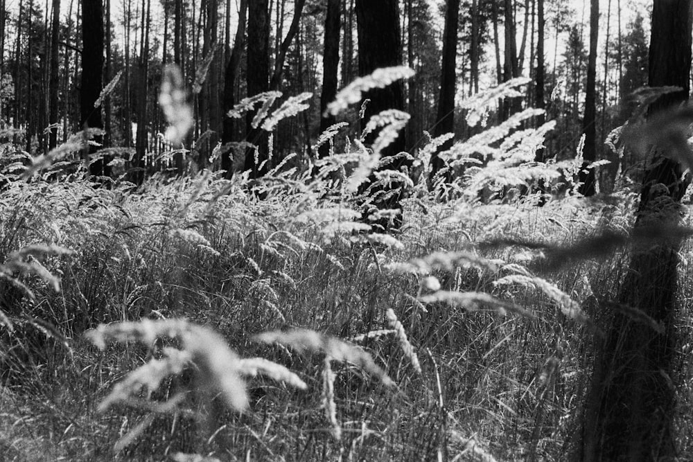 a black and white photo of tall grass in a forest