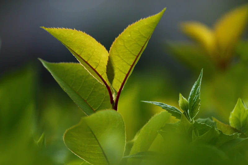 অর্থোডক্স টি