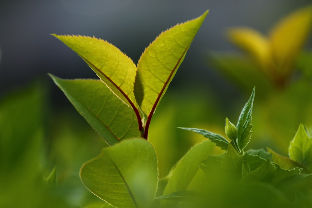 a close up of a green leaf with a blurry background