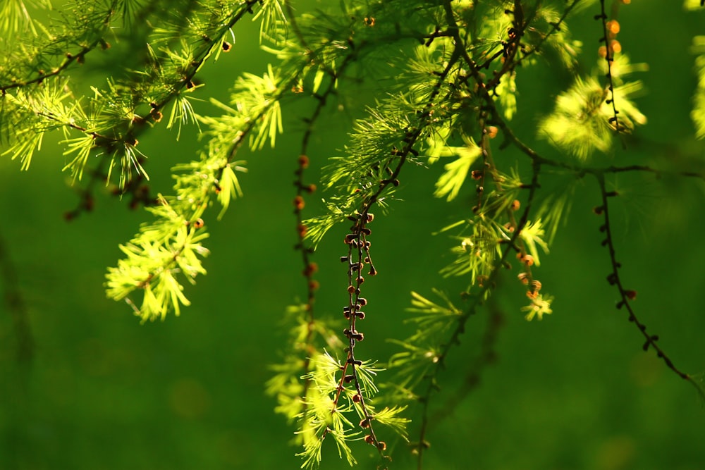 a close up of a tree branch with leaves