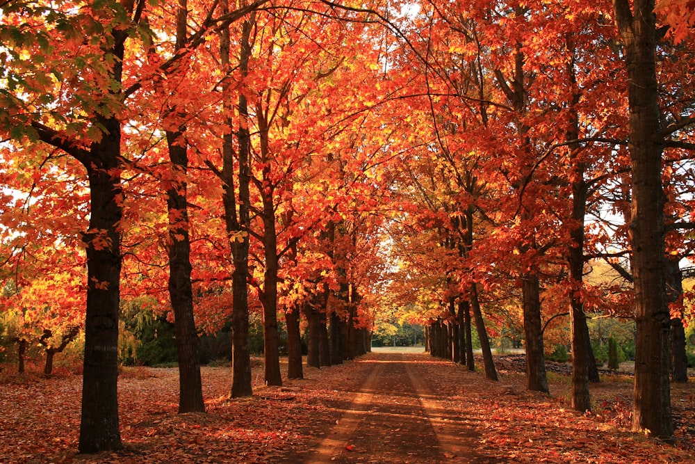 a dirt road surrounded by trees with orange leaves