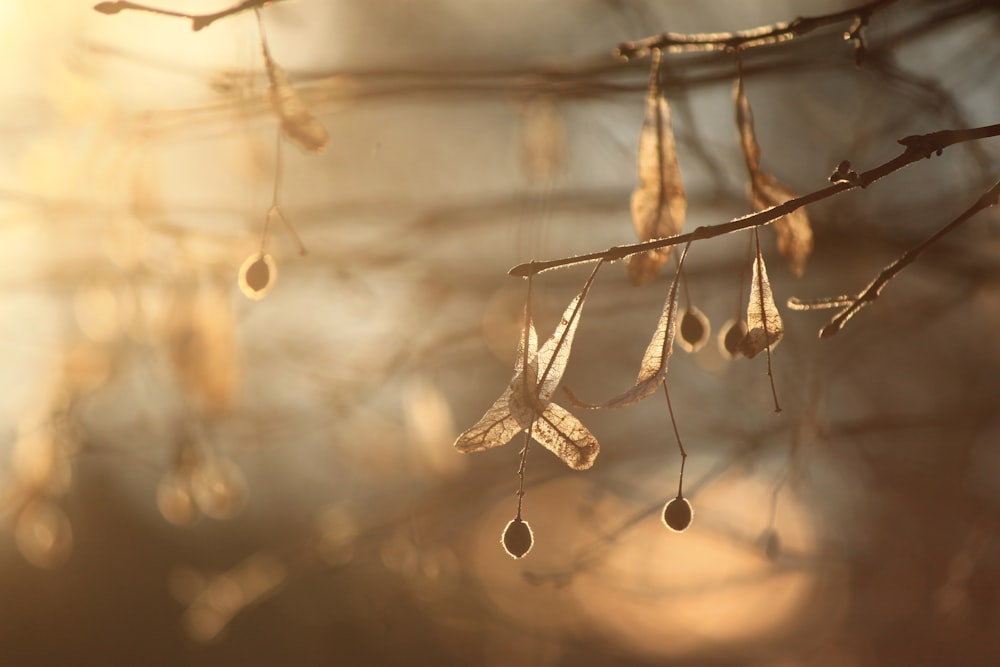 a tree branch with drops of water hanging from it