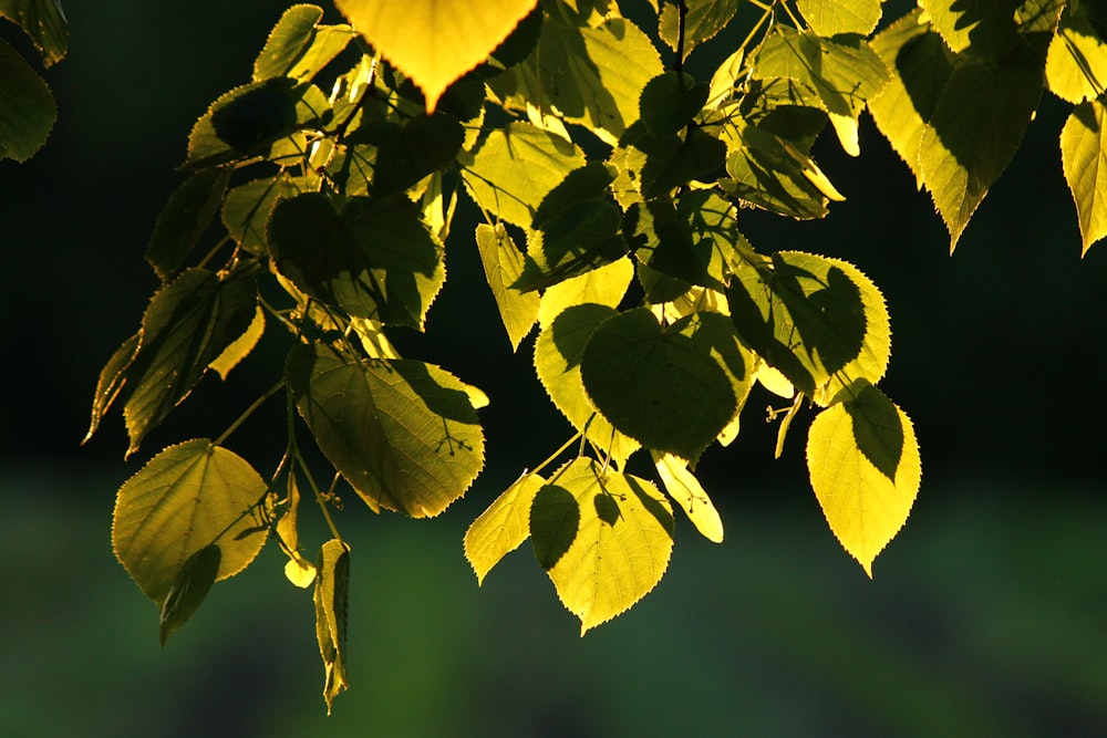 a close up of a tree branch with leaves