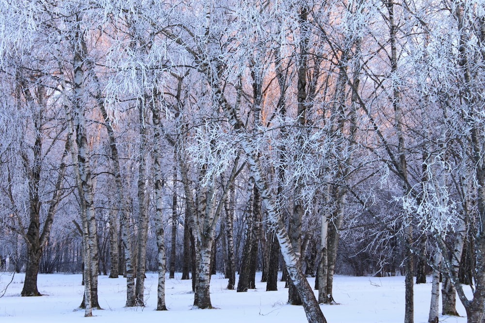 a snow covered forest filled with lots of trees