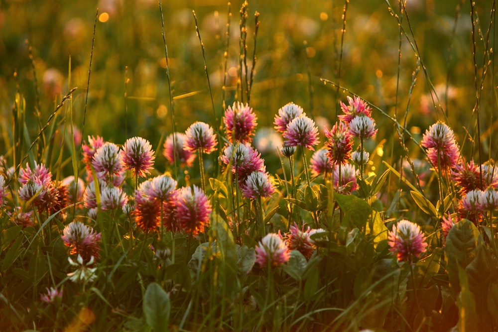 a bunch of flowers that are in the grass