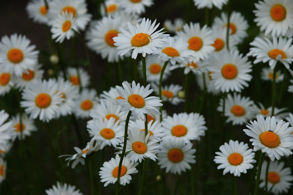 a bunch of white flowers with orange centers