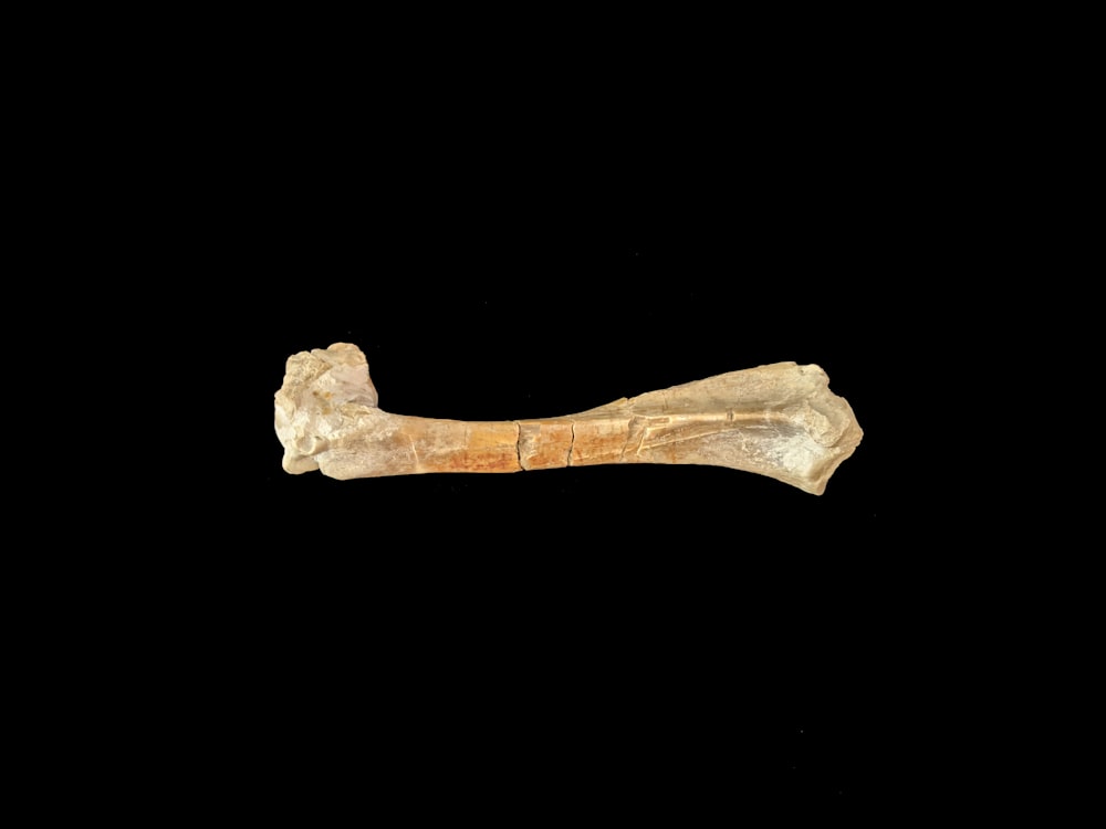 a bone of a long necked animal on a black background