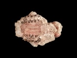 The image depicts a fossilized jaw with a series of defined teeth embedded within a rough, rocky matrix. The colors are primarily earthy tones, with a combination of light brown, beige, and hints of reddish-brown. The structure has a weathered, ancient appearance.