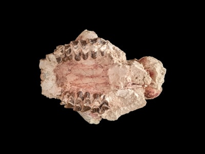 The image depicts a fossilized jaw with a series of defined teeth embedded within a rough, rocky matrix. The colors are primarily earthy tones, with a combination of light brown, beige, and hints of reddish-brown. The structure has a weathered, ancient appearance.