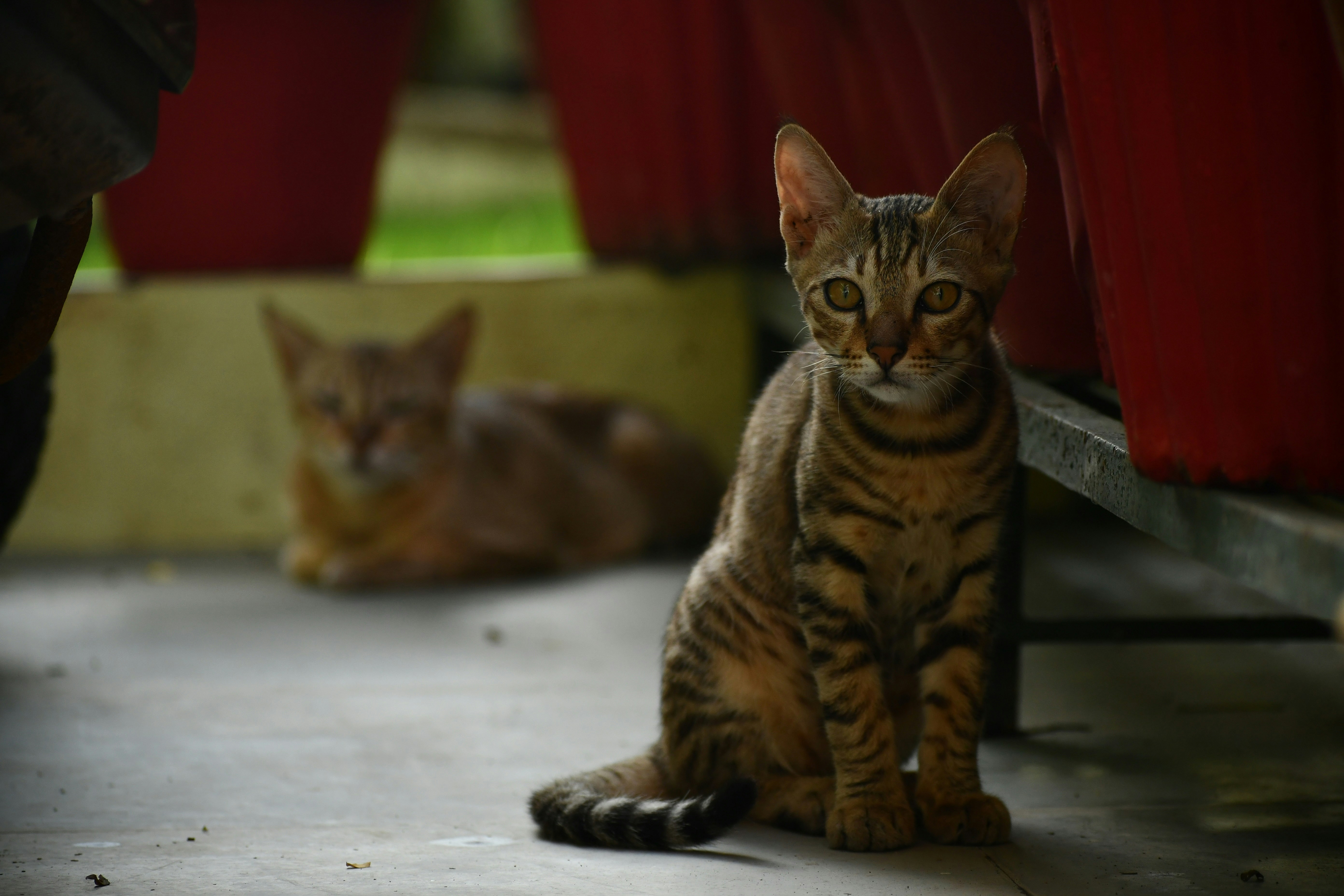 Photo by piyushjkumar