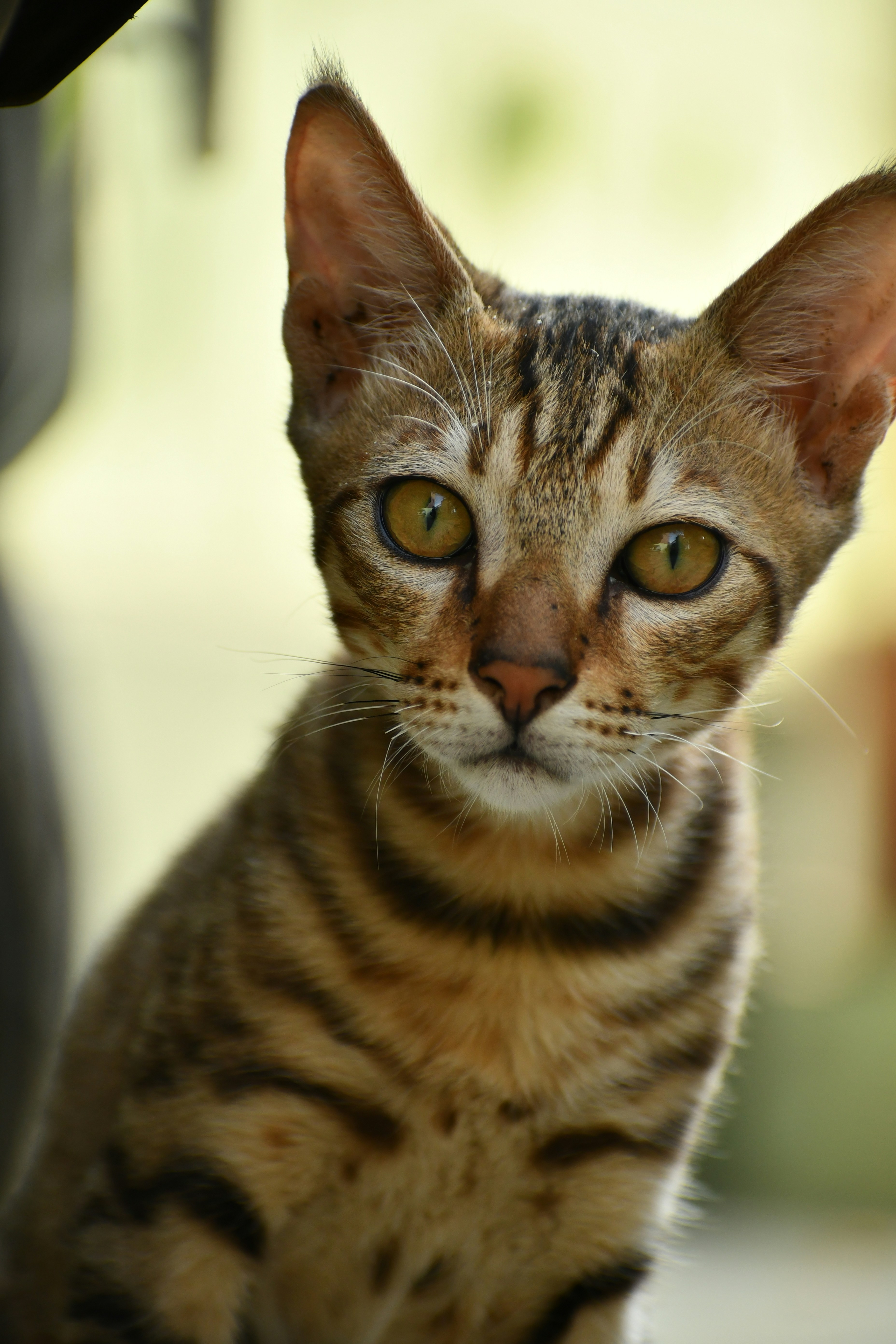 Photo by piyushjkumar