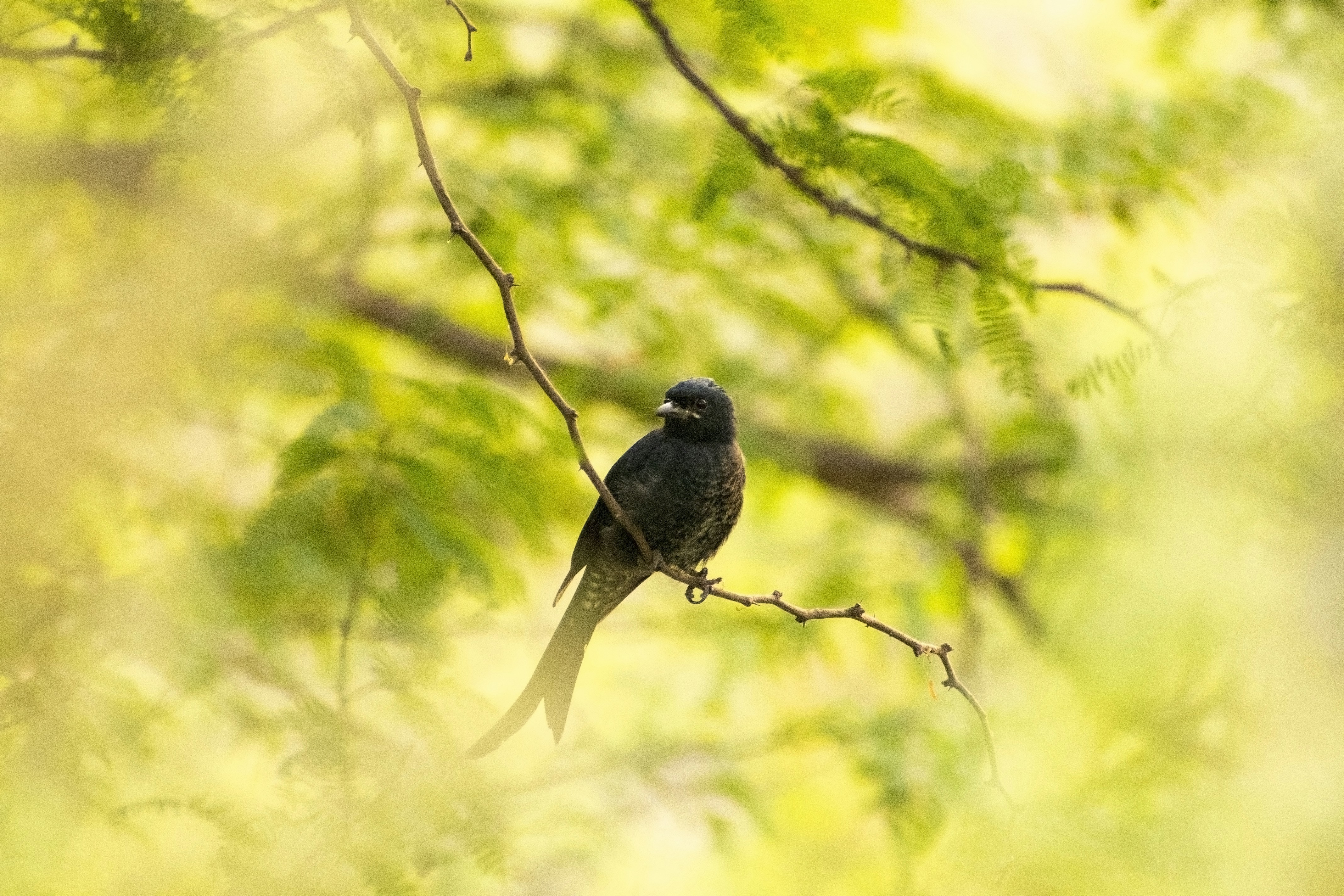 Photo by piyushjkumar