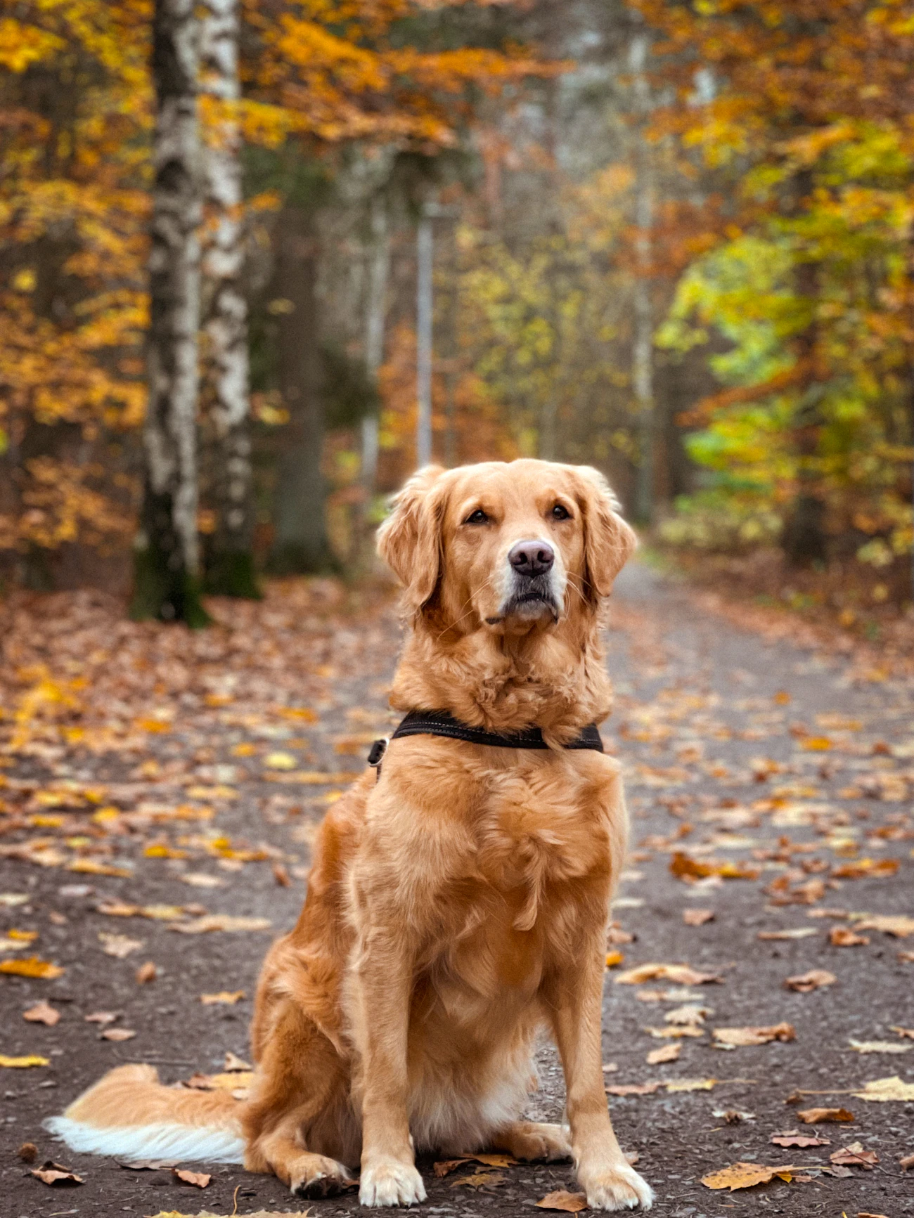 A golden retriever wearing a working harness, sitting calm and attentive on a leaf-covered autumn path, ready to start the day