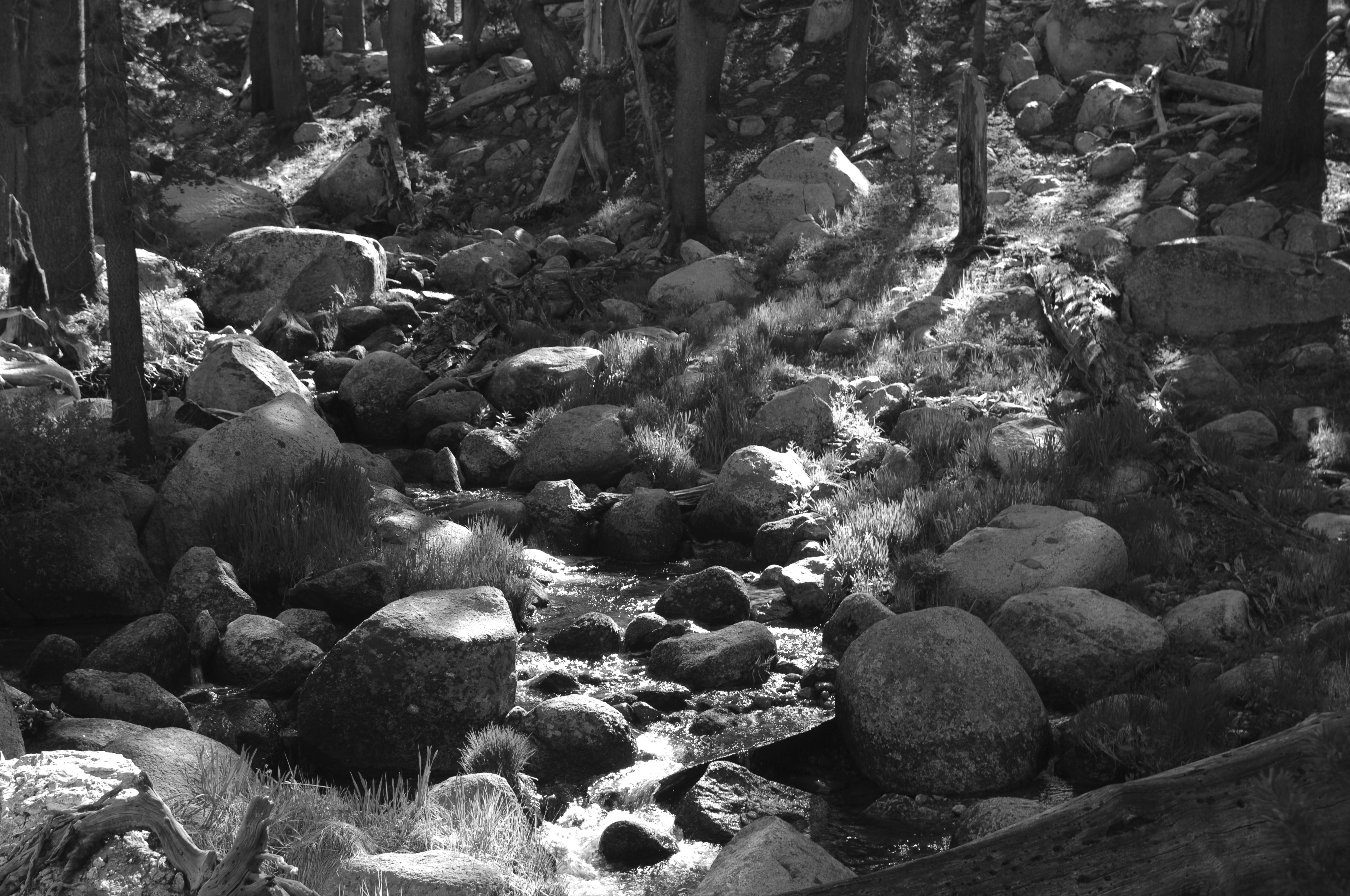 a stream running through a forest filled with rocks