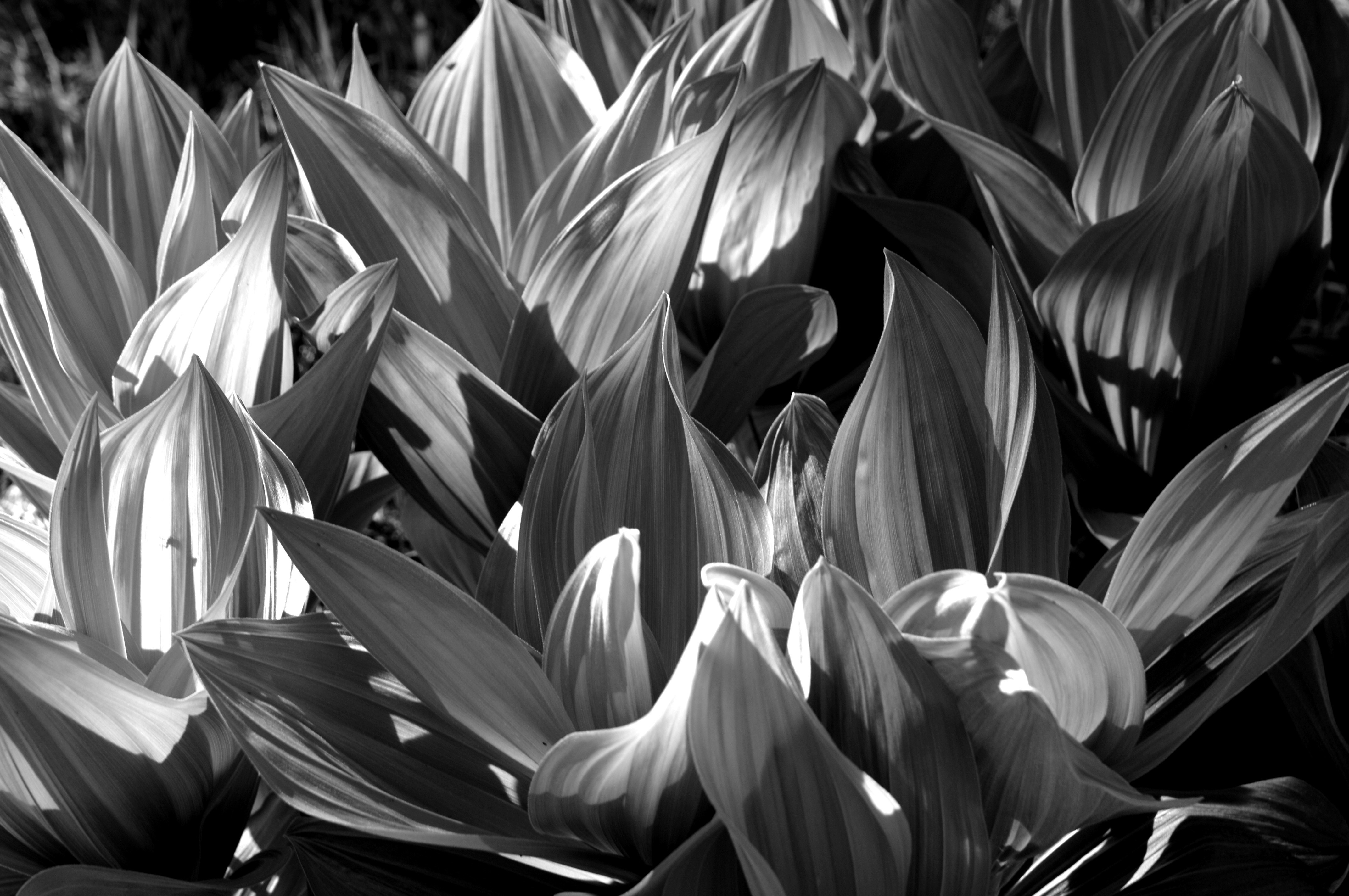 a black and white photo of a bunch of flowers