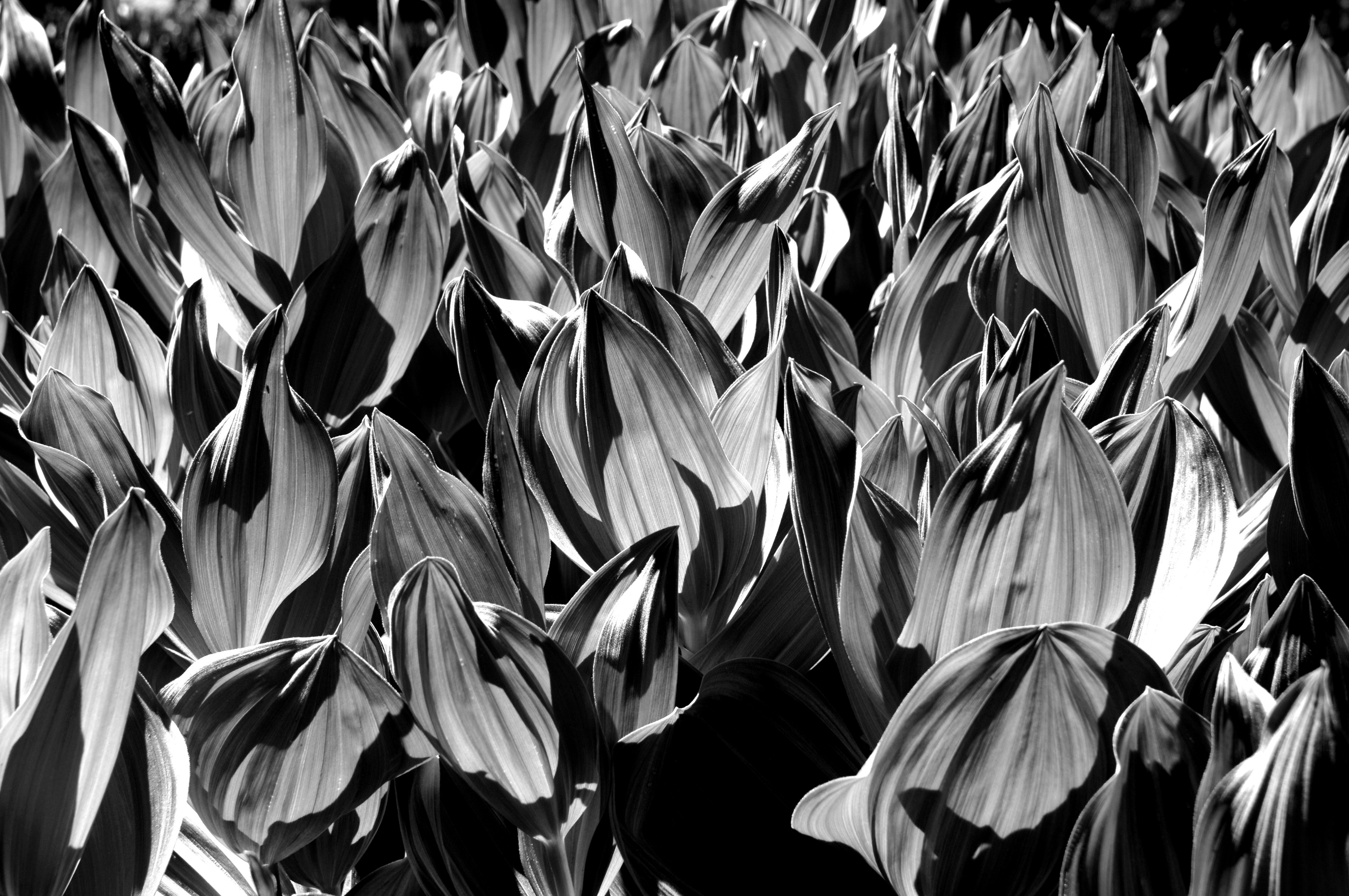 a black and white photo of a field of flowers