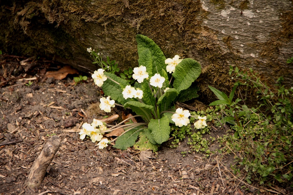 a plant with white flowers growing out of the ground