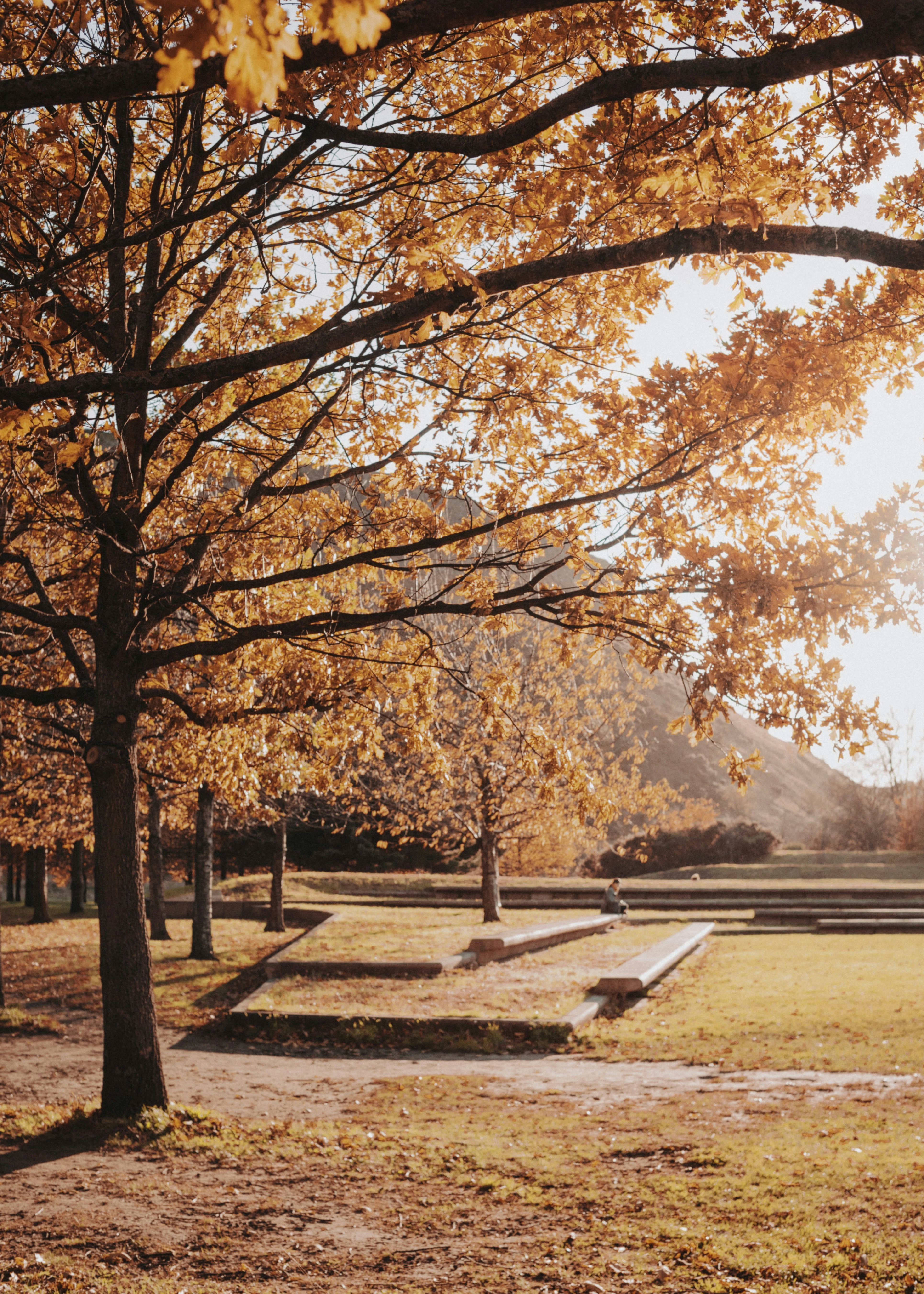 the sun shines through the trees in a park