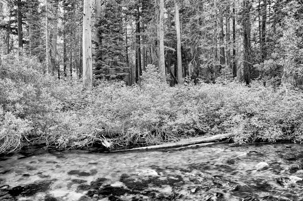 Ein Bach, der durch einen Wald voller Bäume fließt