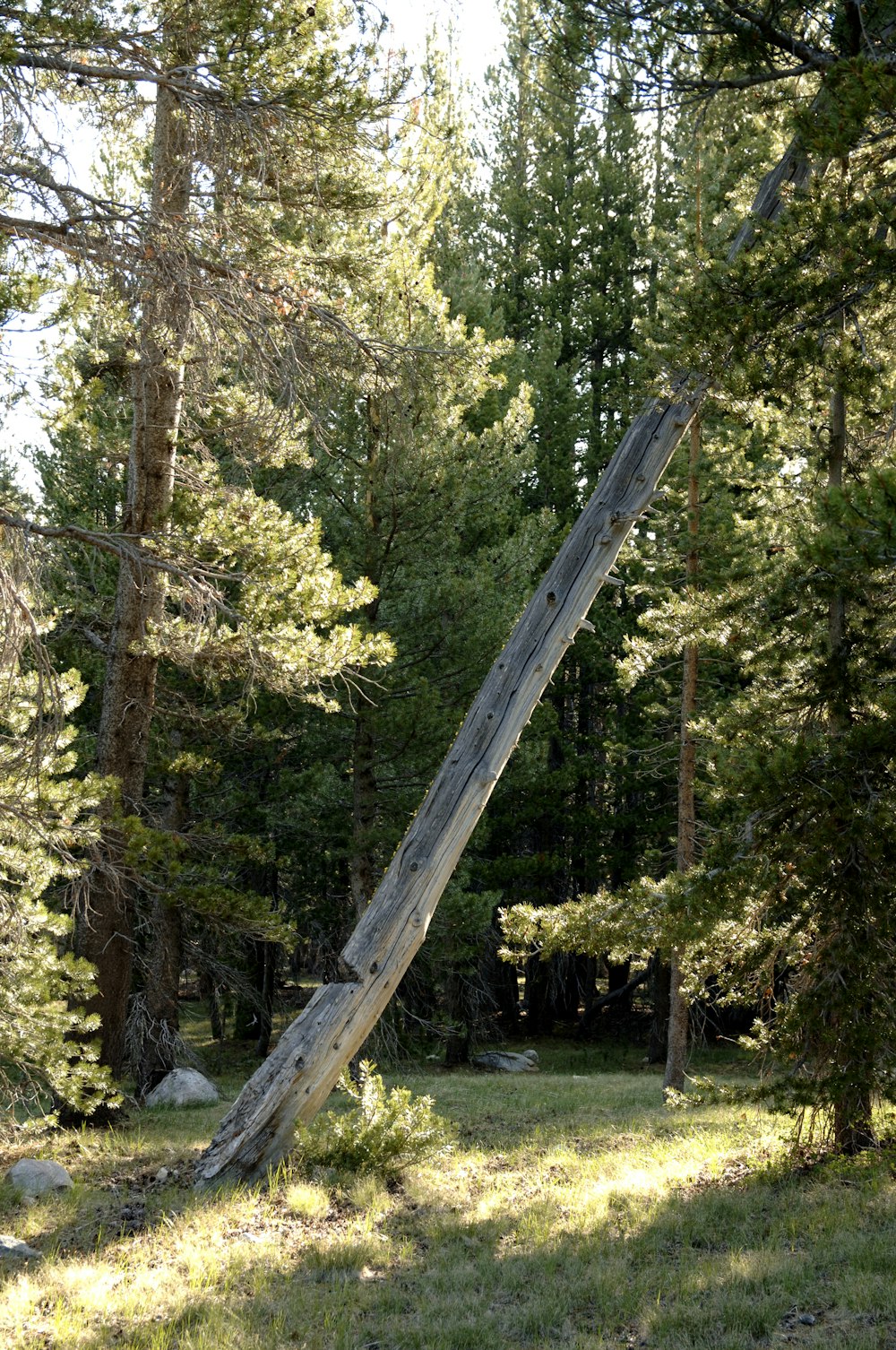 a fallen tree in the middle of a forest