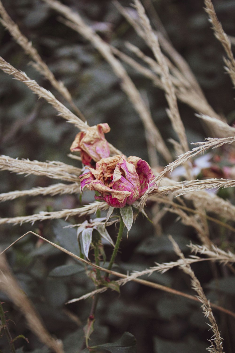 a flower that is sitting in the grass