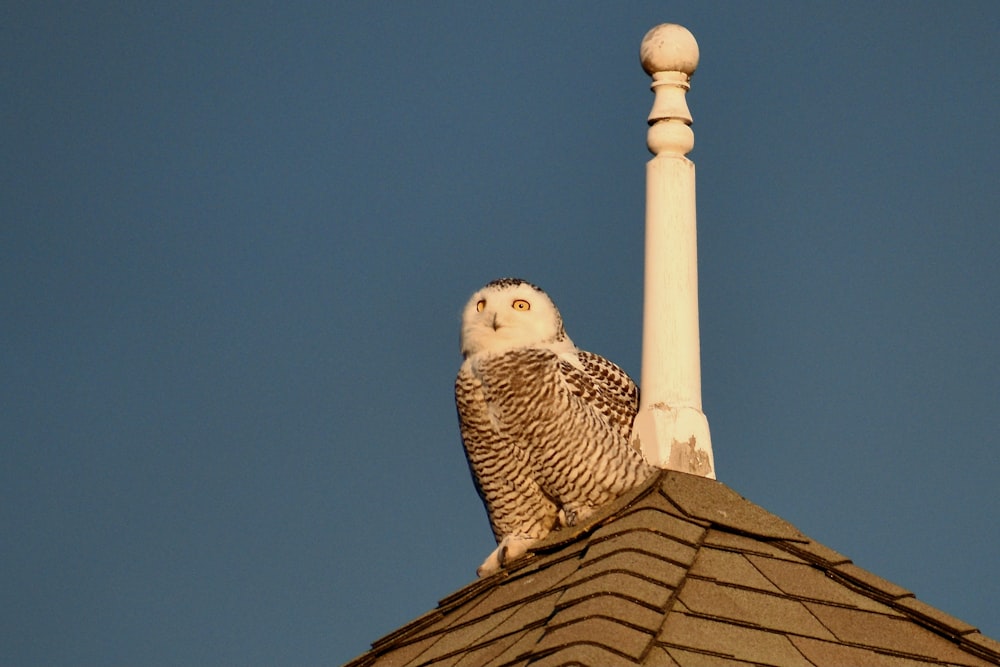 an owl sitting on top of a building