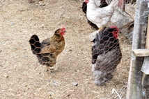 Several chickens are standing in a fenced area covered with dirt and wood shavings. They are behind a wire mesh fence and appear to be in a coop or small enclosure.