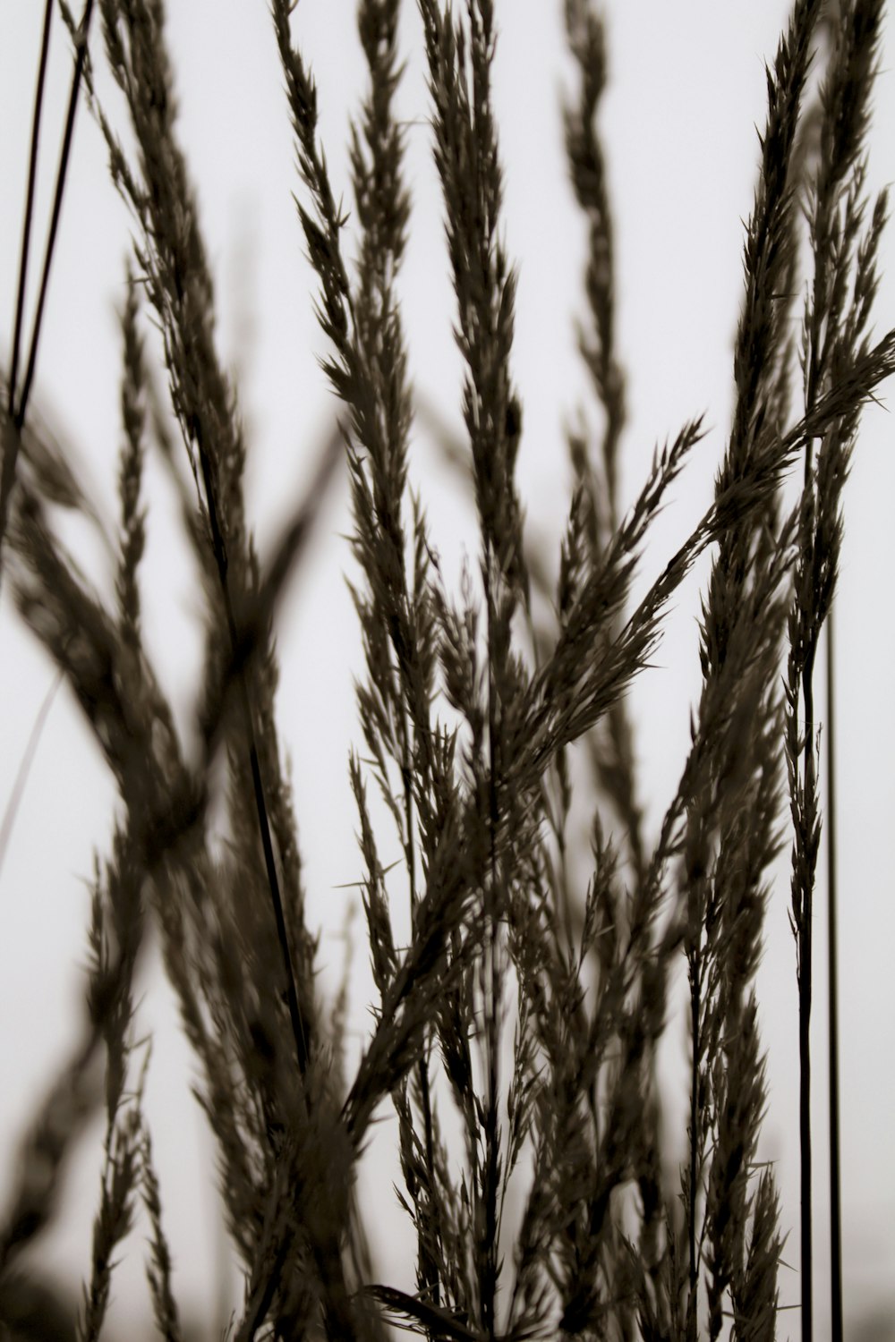 une photo en noir et blanc d’herbes hautes