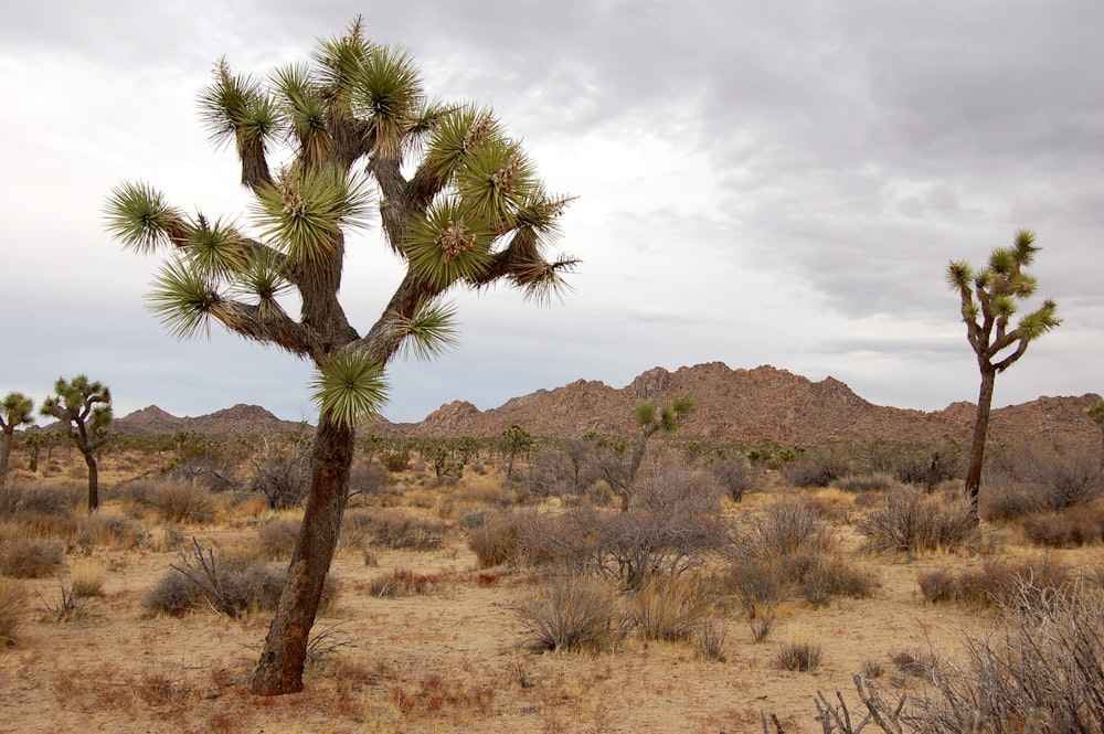 사막 한가운데있는 큰 선인장 나무