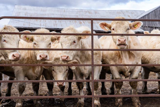 a herd of cows standing next to each other behind a fence
