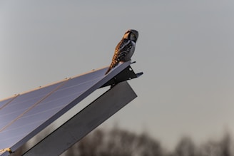 a bird sitting on top of a solar panel