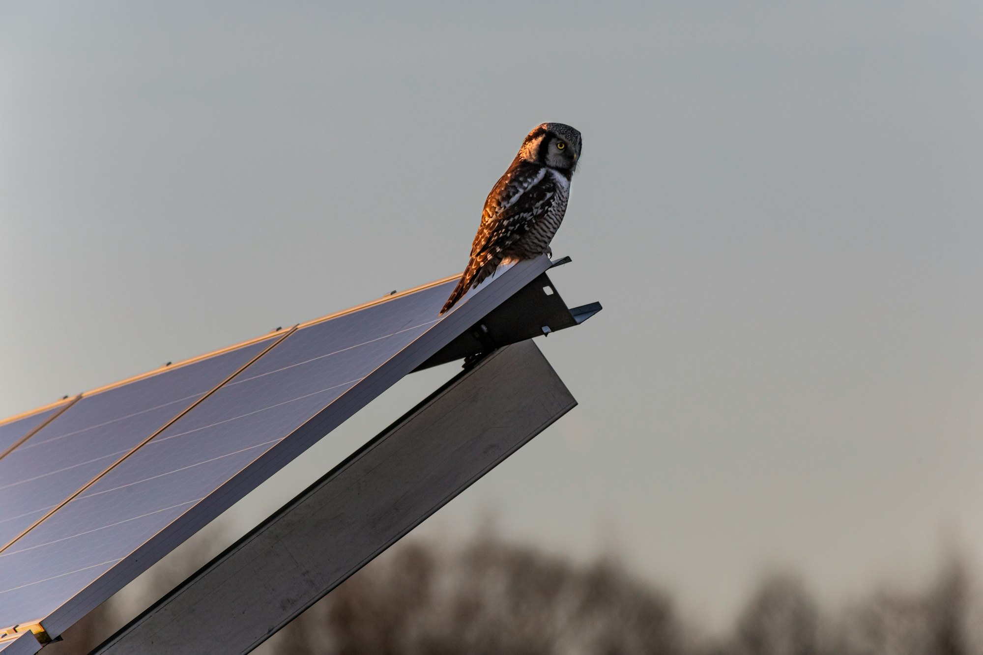 Nog eens: zonneweiden en investeren in landschap van Goirle en Riel