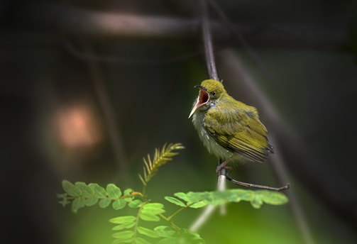 A small green bird perched on a thin branch, with its beak wide open as if chirping or calling. The surrounding environment is lush and blurry, hinting at a dense forest or garden setting. Soft light filters through the foliage, adding a serene and natural ambiance.