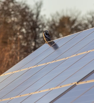 a bird sitting on top of a metal roof