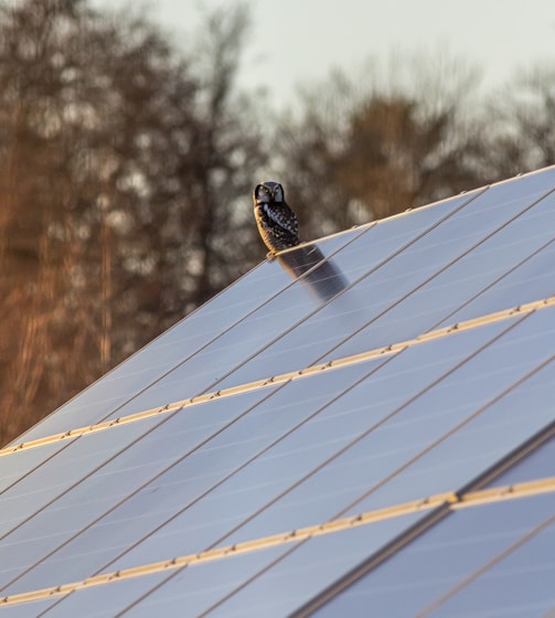 a bird sitting on top of a metal roof